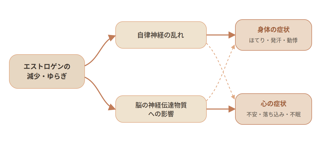 更年期の不調が起こるしくみの図。左の『エストロゲンの減少・ゆらぎ』から矢印が上下に分かれ、上の『自律神経の乱れ』と下の『脳の神経伝達物質（セロトニンなど）への影響』へつながる。そこからさらに矢印が伸び、右の『身体の症状：ほてり・発汗・動悸』と『心の症状：不安・落ち込み・不眠』へと至る。点線の矢印は、自律神経の乱れと脳への影響が身体・心の両方の症状に交差して関わることを示す。エストロゲンの変化が自律神経や脳の働きに影響し、身体と心の両面に症状が現れることを表した図。